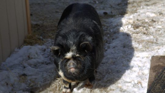 Dr. Oakley, Yukon Vet - 3. epizoda