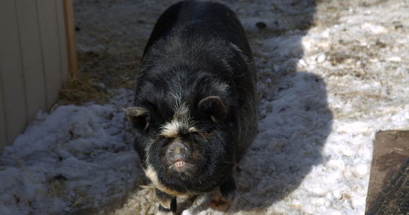 Dr. Oakley, Yukon Vet