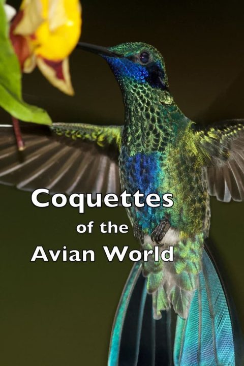 Plakát Coquettes of the Avian World