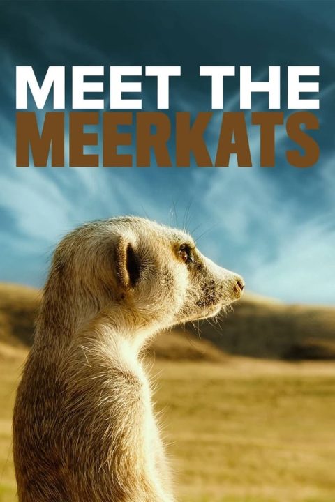 Plakát Meet the Meerkats