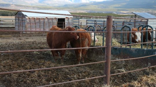 Dr. Oakley, Yukon Vet - 2. epizoda