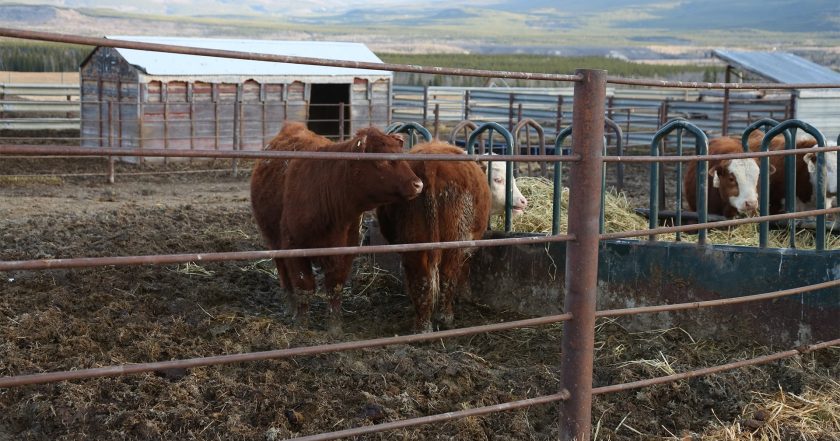 Dr. Oakley, Yukon Vet