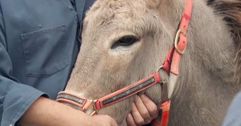 The Incredible Dr. Pol