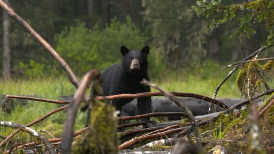 Alaska’s Grizzly Gauntlet - 4. epizoda