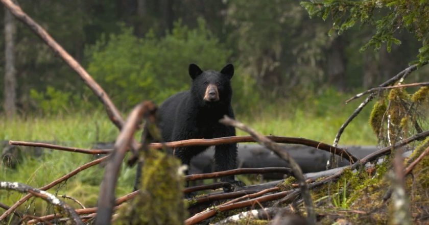 Alaska's Grizzly Gauntlet