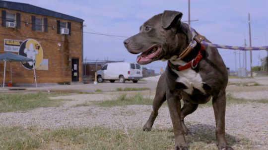 Pit Bulls and Parolees - 10. epizoda