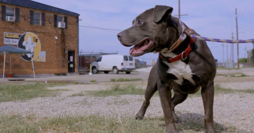 Pit Bulls and Parolees