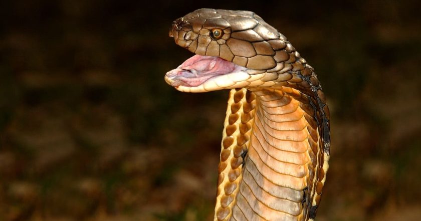 World's Deadliest Snakes