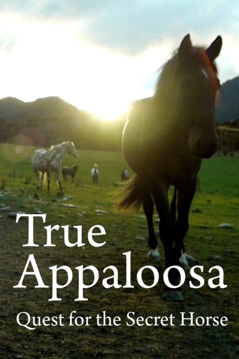 Plakát True Appaloosa