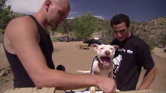 Pit Bulls and Parolees - 5. epizoda