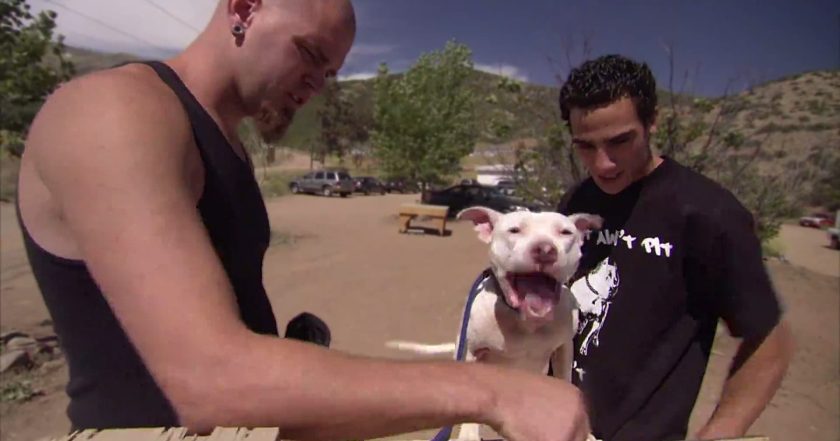 Pit Bulls and Parolees