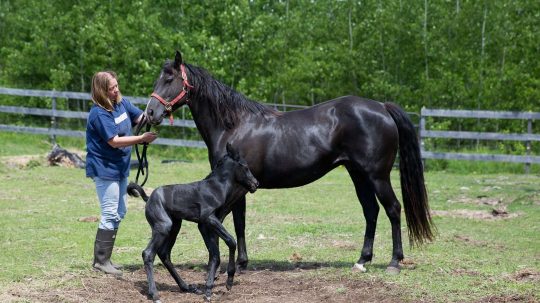 The Incredible Dr. Pol - 6. epizoda