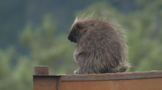 Alaska Animal Rescue - 4. epizoda