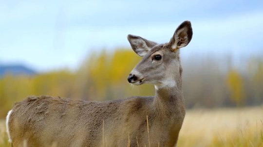 Veterináři z Arktidy - Záchrana rodiny ledních medvědů