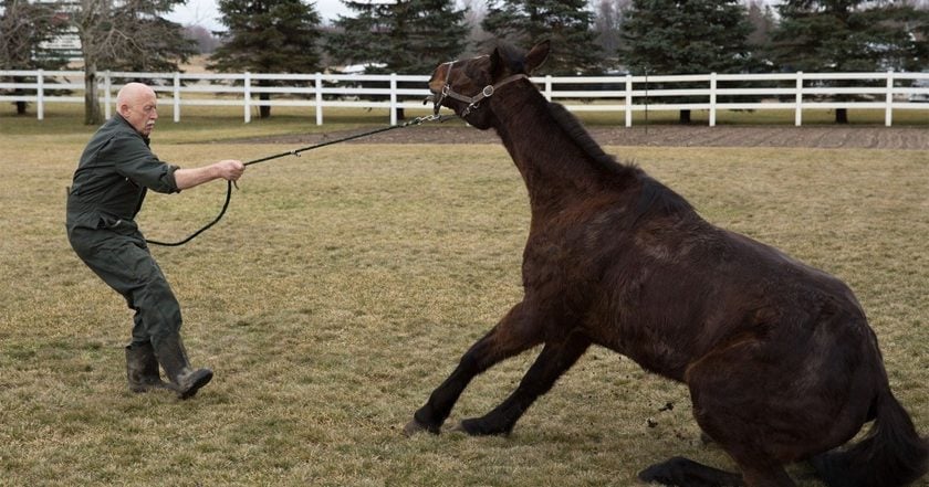 The Incredible Dr. Pol