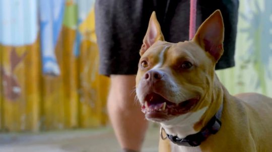 Pit Bulls and Parolees - 2. epizoda