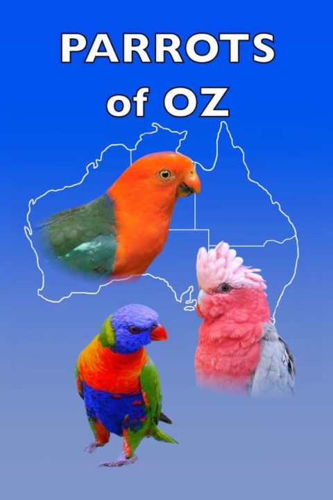 Plakát Parrots of Oz