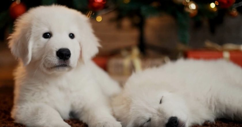 Christmas Puppies