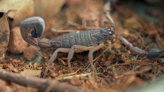 72 Dangerous Animals: Latin America - 10. epizoda