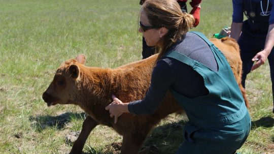 Dr. Oakley, Yukon Vet - 6. epizoda