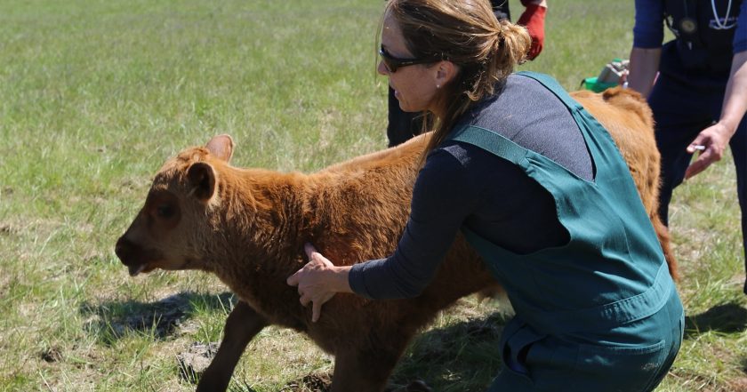 Dr. Oakley, Yukon Vet