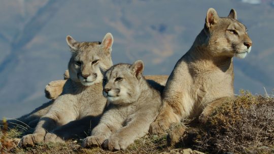 Zvířata zblízka s Bertiem Gregorym - Patagonská puma