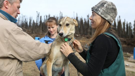 Dr. Oakley, Yukon Vet - 3. epizoda