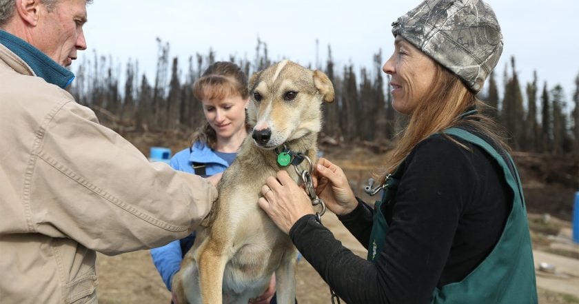 Dr. Oakley, Yukon Vet