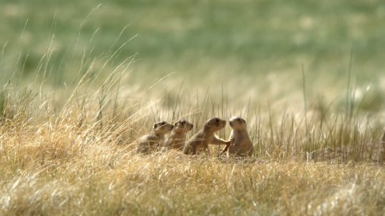 Prairie Dog Manor - 7. epizoda