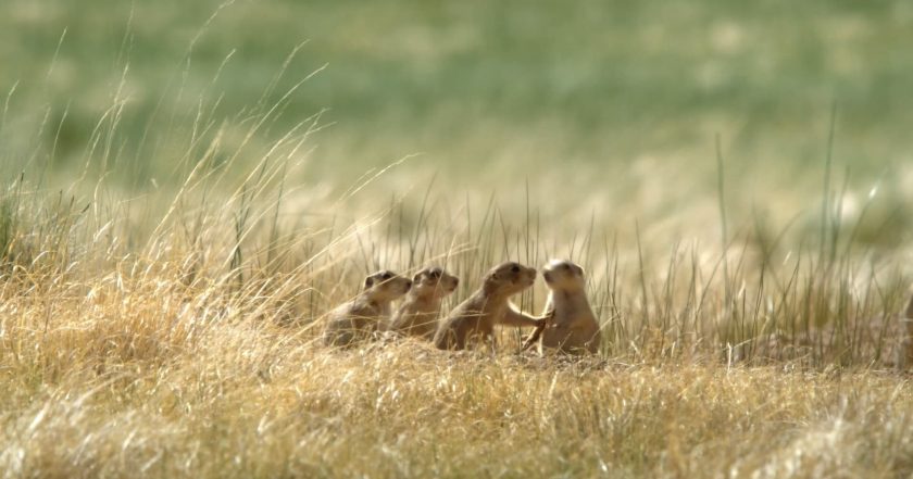 Prairie Dog Manor