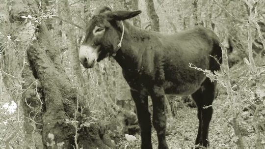 Načerno pálený alkohol - 14. epizoda