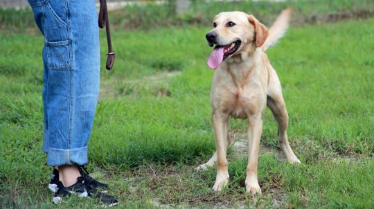 Pit Bulls and Parolees - 1. epizoda