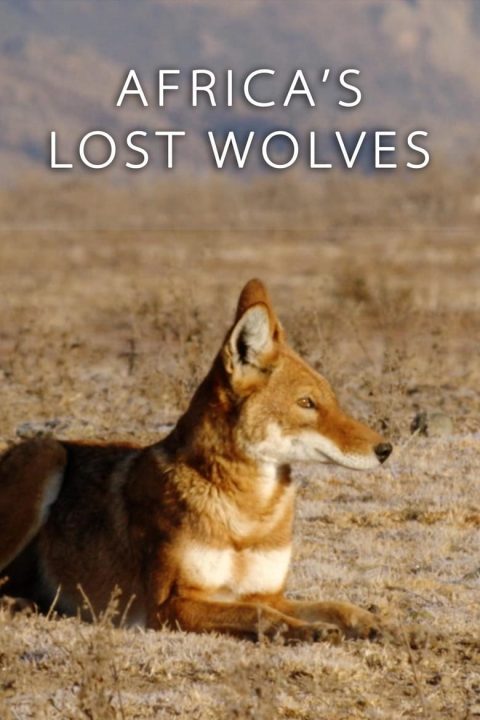 Plakát Africa's Lost Wolves