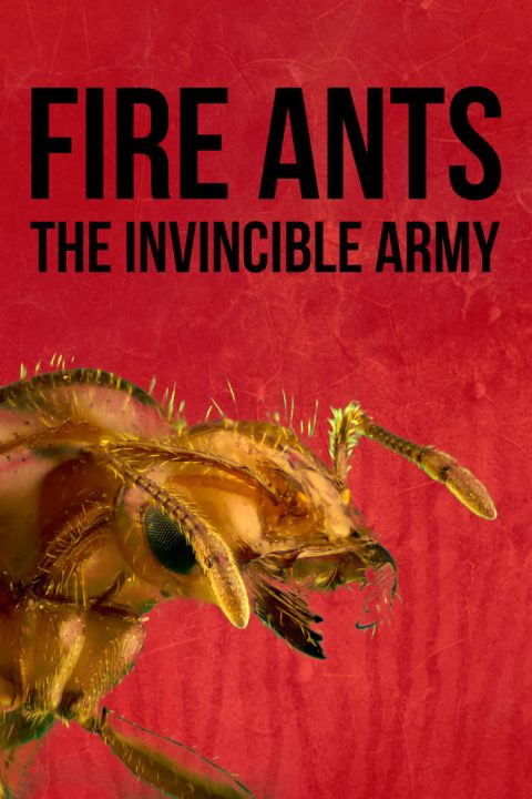 Plakát Fire Ants 3D: The Invincible Army