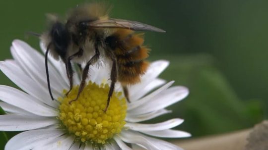 Jimmy’s Big Bee Rescue - 1. epizoda