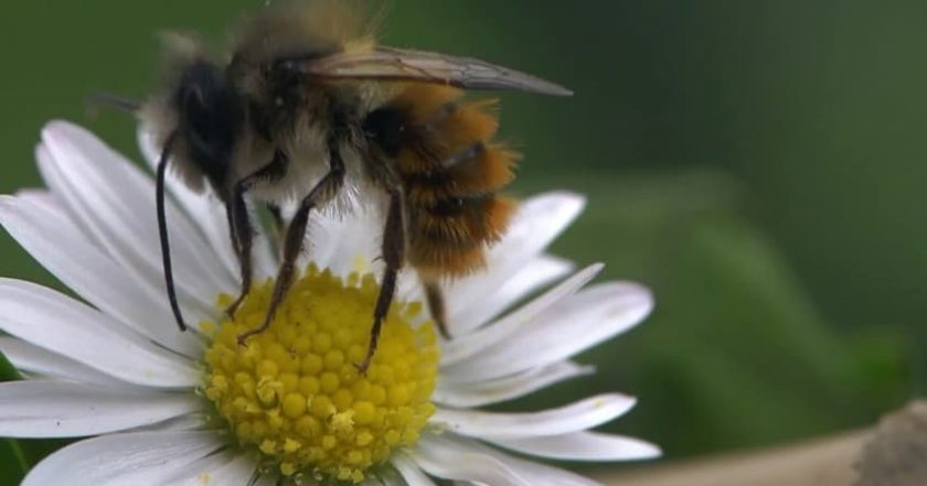 Jimmy's Big Bee Rescue