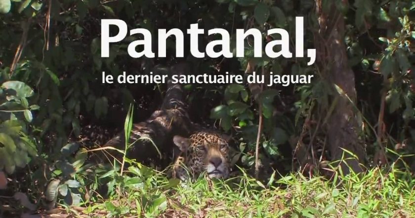 Pantanal, le dernier sanctuaire du jaguar