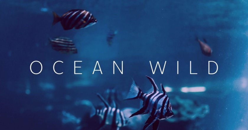 Ocean Wild