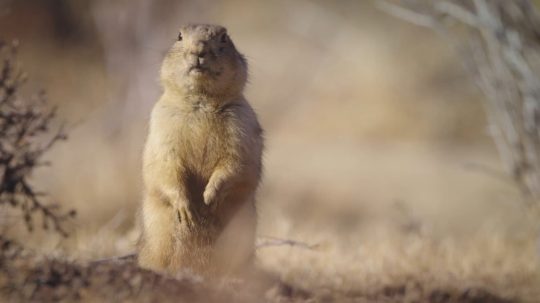 Prairie Dog Manor - 3. epizoda