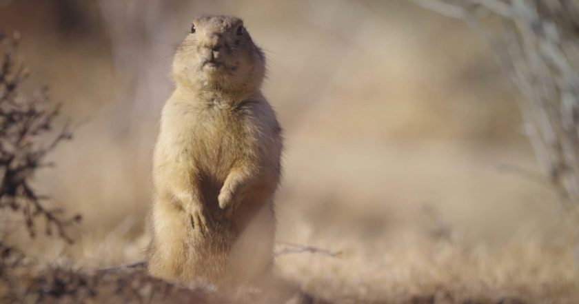 Prairie Dog Manor