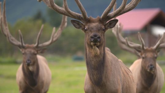 Alaska Animal Rescue - 5. epizoda