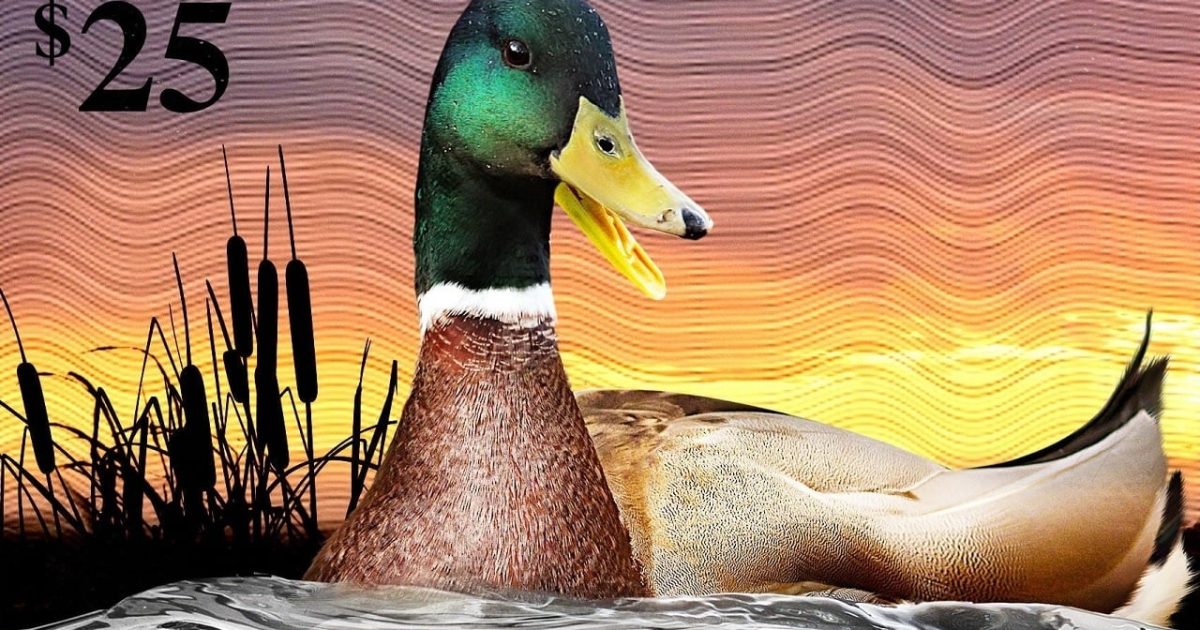 The Million Dollar Duck