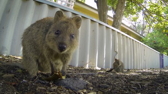 72 Cutest Animals - 2. epizoda