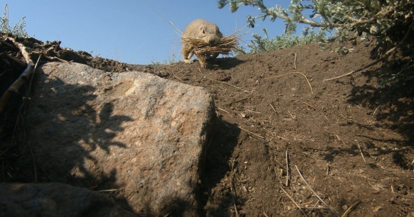 Prairie Dog Manor