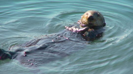 72 Cutest Animals - 9. epizoda