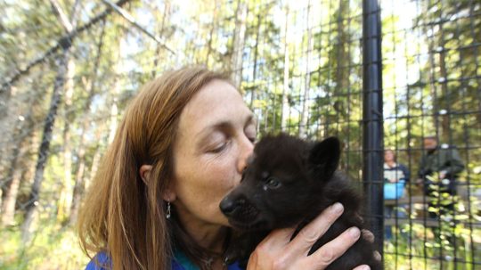 Dr. Oakley, Yukon Vet - 6. epizoda