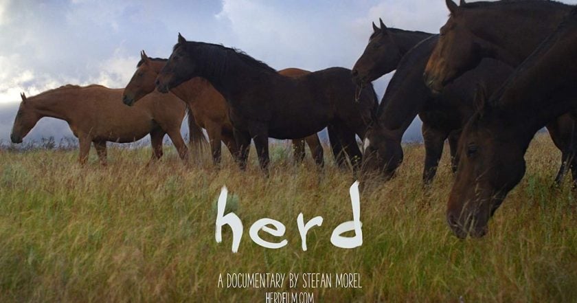 Herd