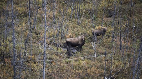 Alaska’s Grizzly Gauntlet - 5. epizoda