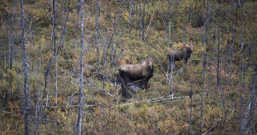 Alaska's Grizzly Gauntlet