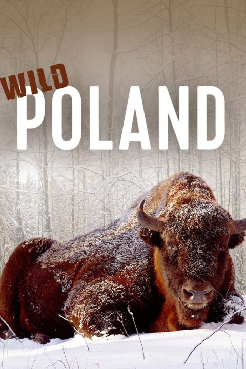 Plakát Wild Poland